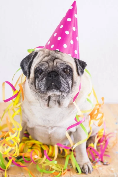 搞笑的老哈巴狗 身上有狂欢节或一般的庆祝饰物 新年前夕的概念和节日派对时间 — 图库照片