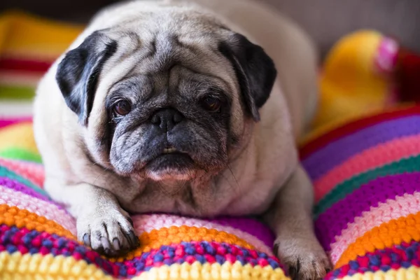Nice Angry Dog Pug Relaxing Lazy Coloured Hand Made Crochet — Stock Photo, Image