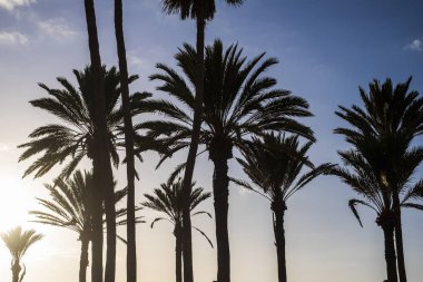 Tropik adadaki plajda palmiye ağaçları. Ağaçların ve doğanın silueti