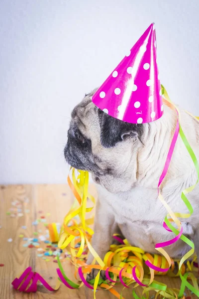 Roligt hundparty koncept för födelsedag eller nyårsfirande — Stockfoto