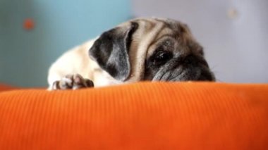 Sevimli köpek pug evde uyuyor ve dinleniyor.