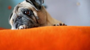 Sevimli köpek pug evde uyuyor ve dinleniyor.