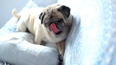 Sevimli köpek pug evde uyuyor ve dinleniyor.