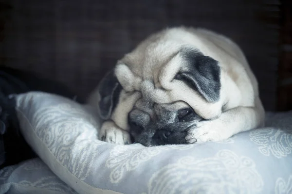 Adorável Adorável Cão Pug Dormir Descansar Travesseiro Azul Fundo Escuro — Fotografia de Stock