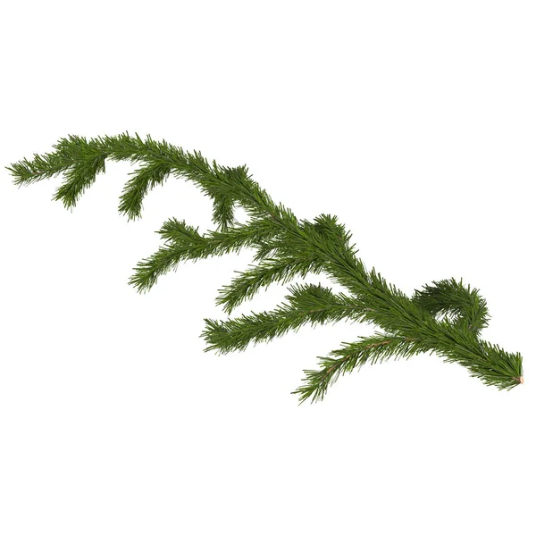 FIR gren för design, 3d render — Stockfoto