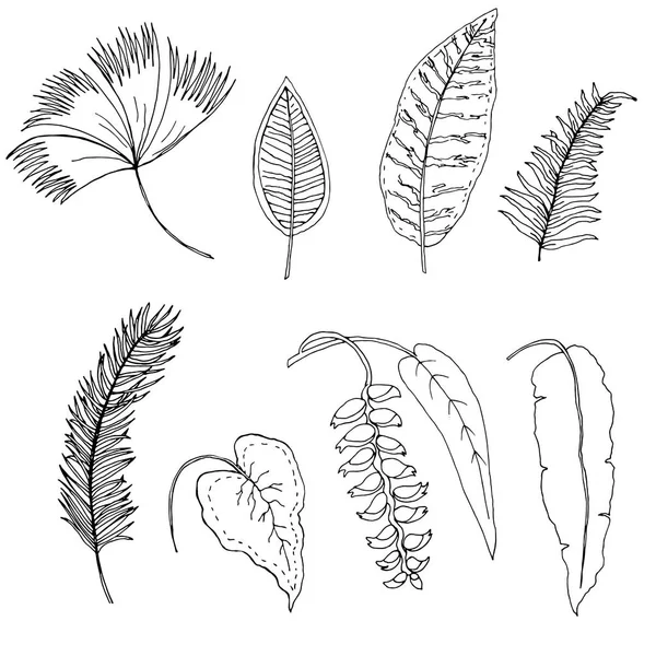 熱帯の葉の手描きのセット — ストックベクタ