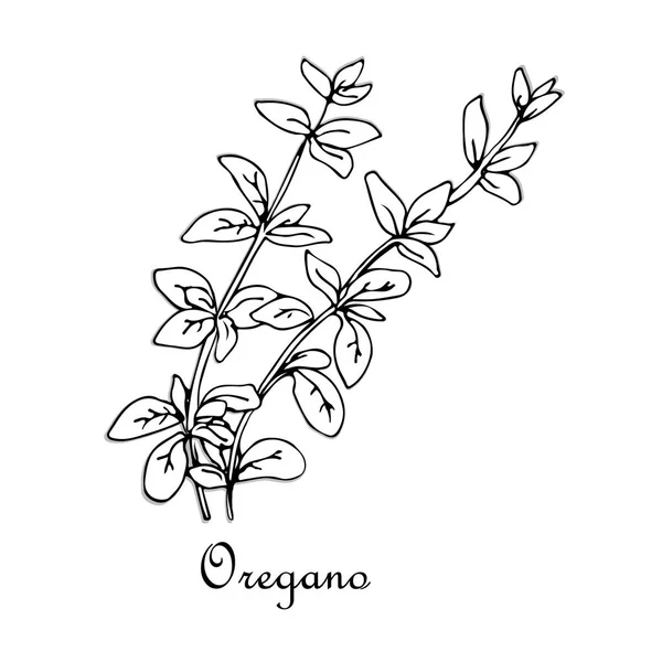 Oregano, doodle skiss — Stock vektor