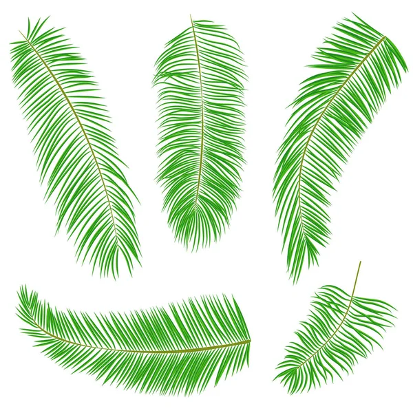 Satz grüner Palmblätter isoliert auf weißem Grund, Vektor — Stockvektor