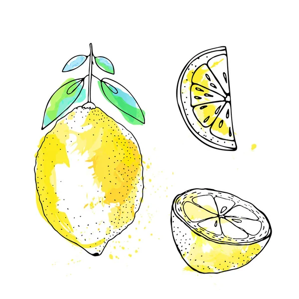 Croquis de citron à l'encre, style aquarelle — Image vectorielle