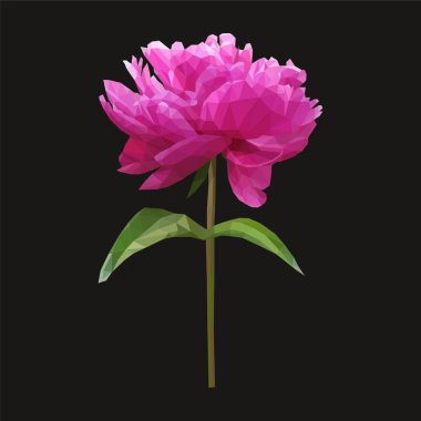 Poligonal Şakayık çiçeği