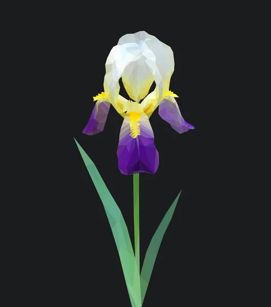 Polygonal blomma på en vit bakgrund iris iridaseae på svart — Stock vektor