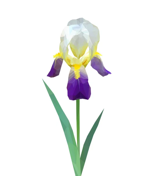 Flor poligonal sobre fundo branco íris iridaseae sobre branco — Vetor de Stock