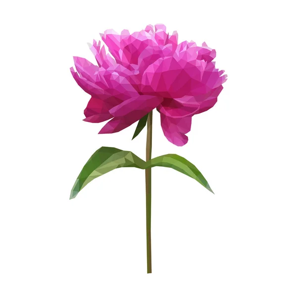 Fiore di peonia poligonale su bianco — Vettoriale Stock