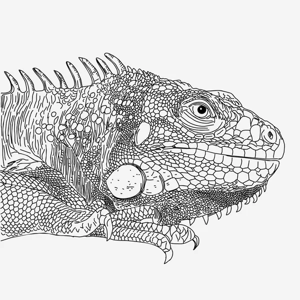 Iguana drawn vector line monochrome on white — Stock Vector