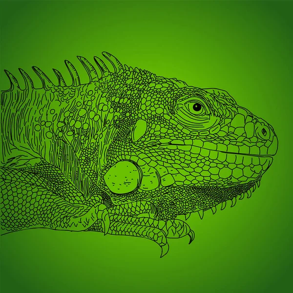 Iguana drawn vector line monochrome on green — Stock Vector