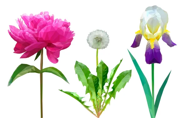 Zbiór kwiatów mniszka lekarskiego piwonia i iris — Wektor stockowy