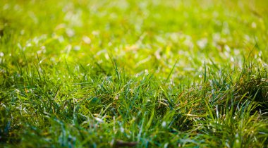 arkaplan için yeşil çimen.