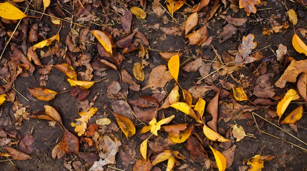 Hojas de otoño en el suelo. — Foto de Stock