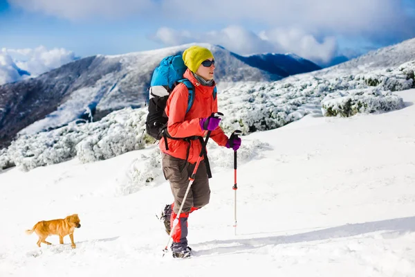 Menina com cão em montanhas de inverno . — Fotografia de Stock