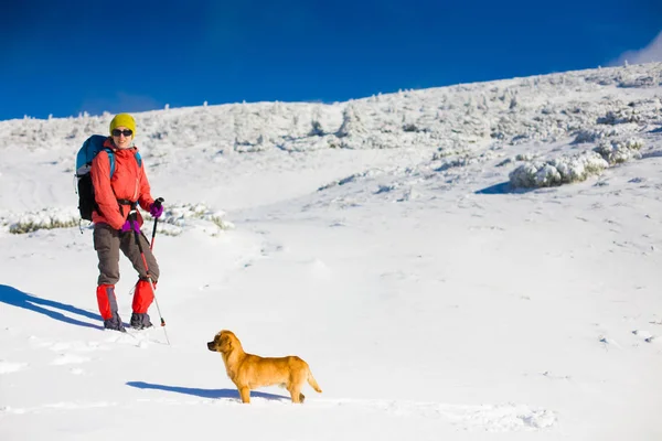 O cão viaja nas montanhas no inverno . — Fotografia de Stock