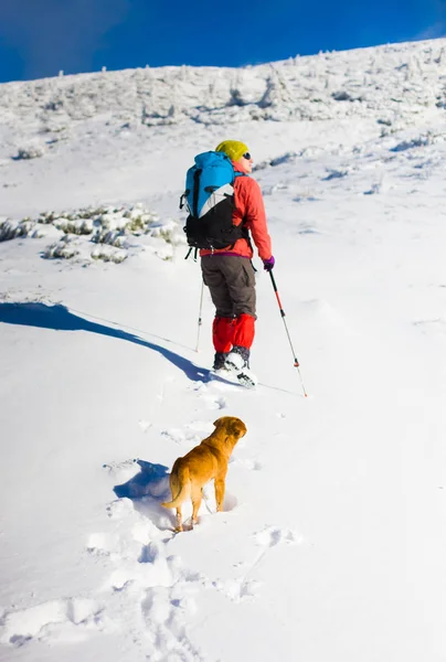 O cão viaja nas montanhas no inverno . — Fotografia de Stock