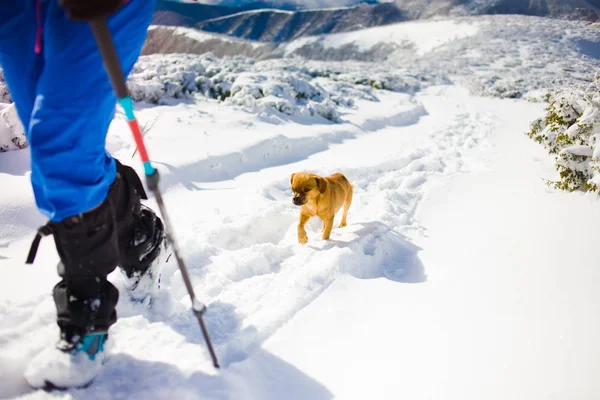 Fille avec chien en hiver montagnes . — Photo