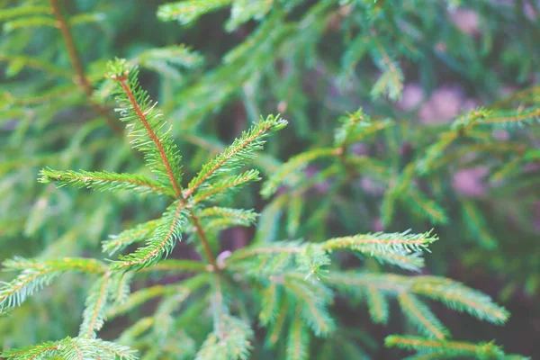 緑の松. — ストック写真