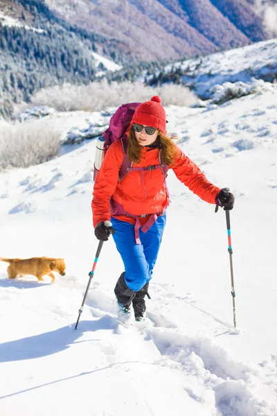 Το κορίτσι με το σκύλο στα βουνά του χειμώνα. — Φωτογραφία Αρχείου