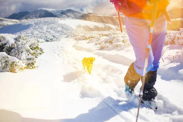 Fille avec chien en hiver montagnes . — Photo