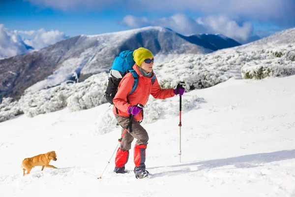 Menina com cão em montanhas de inverno . — Fotografia de Stock