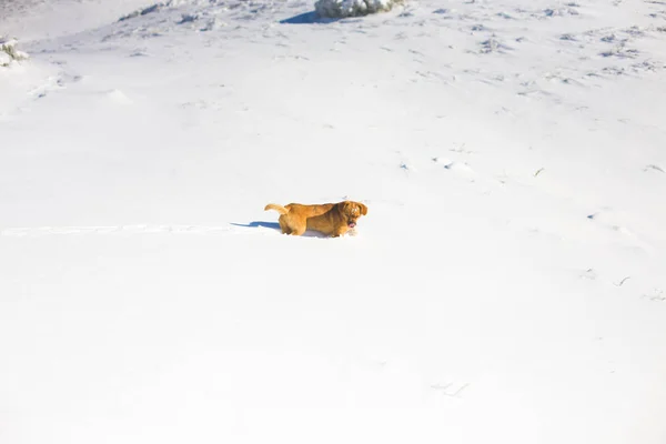 O cão está na neve. . — Fotografia de Stock