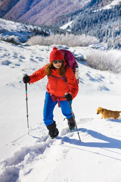 Menina com cão em montanhas de inverno . — Fotografia de Stock