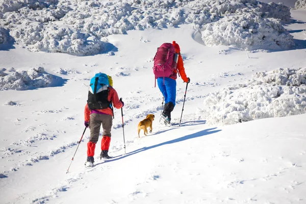 Deux filles avec un chien . — Photo