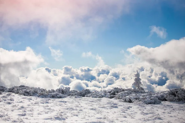 Ośnieżone jodły w górach zimą. — Zdjęcie stockowe