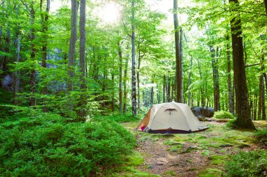 Yaprak döken orman çadırda.
