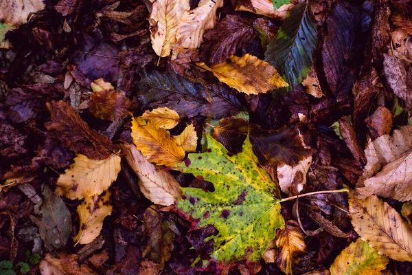 Torr, fallna löv. — Stockfoto