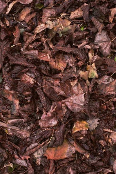 乾燥、落ちた葉. — ストック写真