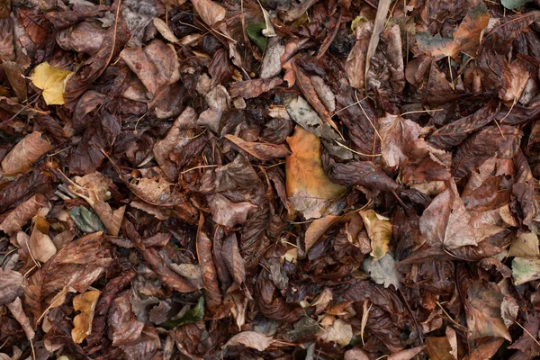 Torr, fallna löv. — Stockfoto