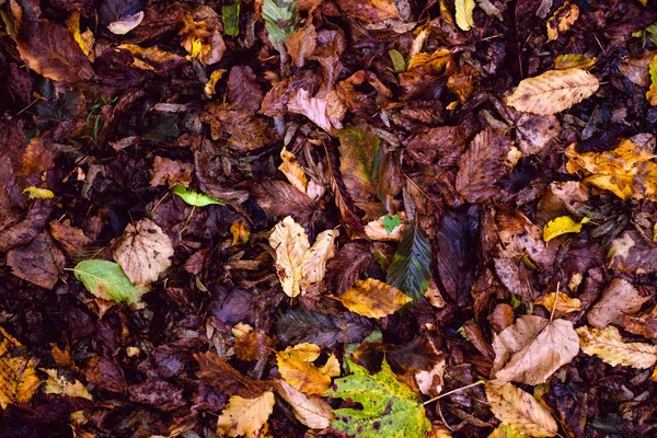 乾燥、落ちた葉. — ストック写真
