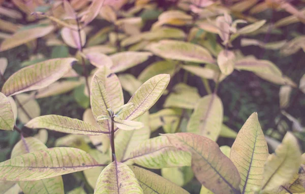 森の中の野生植物は. — ストック写真