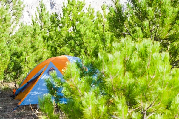 Tent in een dennenbos. — Stockfoto