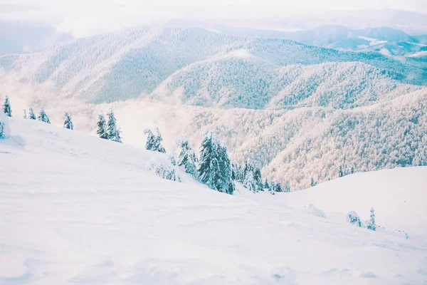 Ліс в горах взимку . — стокове фото