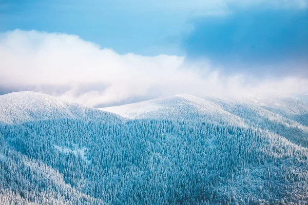 Floresta nas montanhas no inverno . — Fotografia de Stock