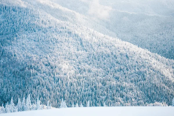 Floresta nas montanhas no inverno . — Fotografia de Stock