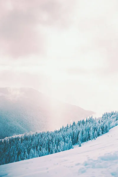 Lasów w górach w zimie. — Zdjęcie stockowe
