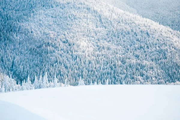 Floresta nas montanhas no inverno . — Fotografia de Stock