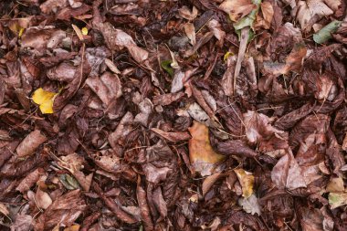 Kuru, düşmüş yaprakları.