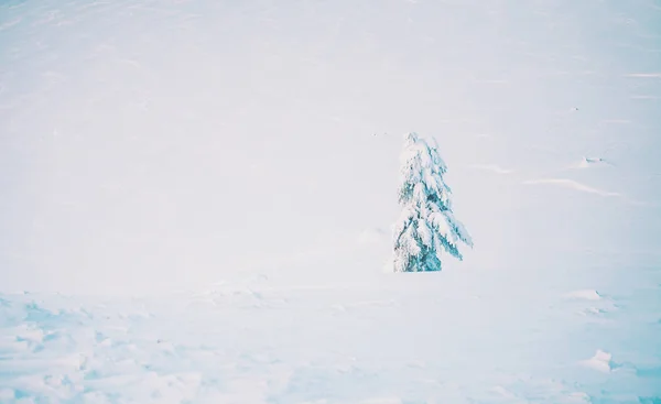 Sneeuw bedekte fir-boom. — Stockfoto