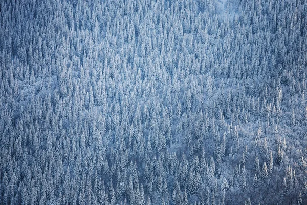 Lasów w górach w zimie. — Zdjęcie stockowe