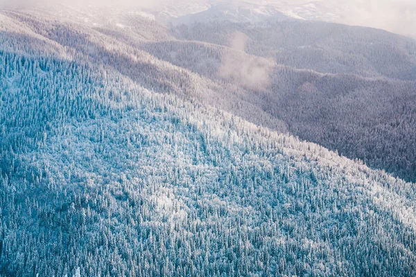 Ліс в горах взимку . — стокове фото